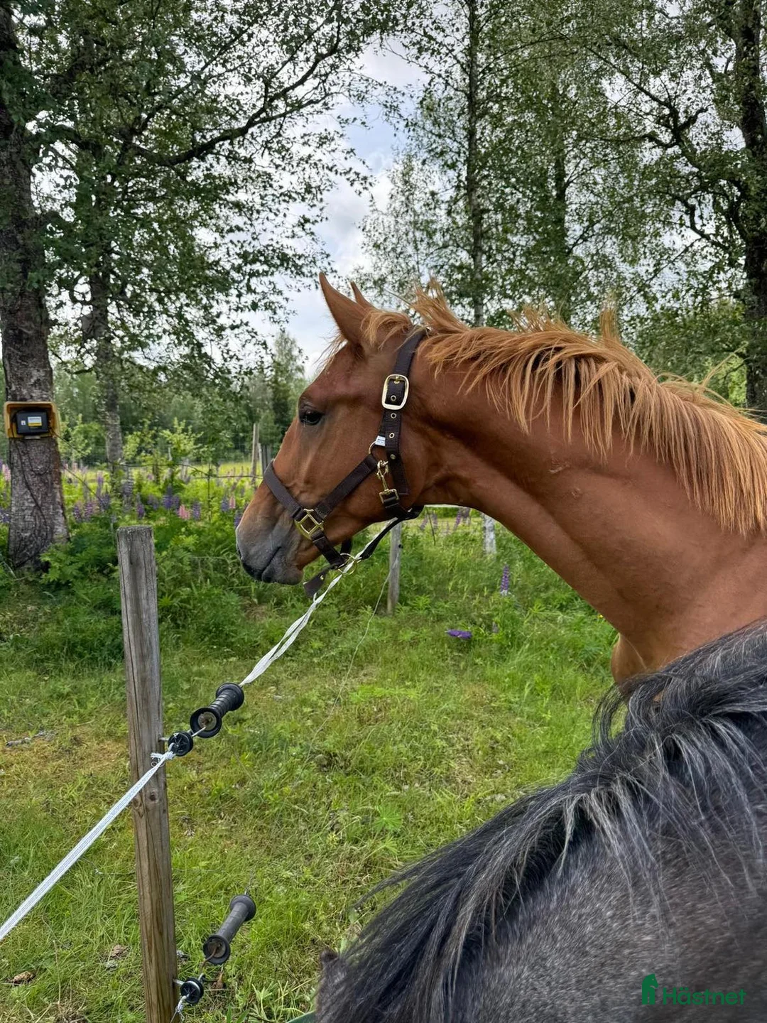 Hoppning hästar till salu: Arezzo VDL - Indoctro - Mr Blue i Östra Ämtervik - Annons 2
