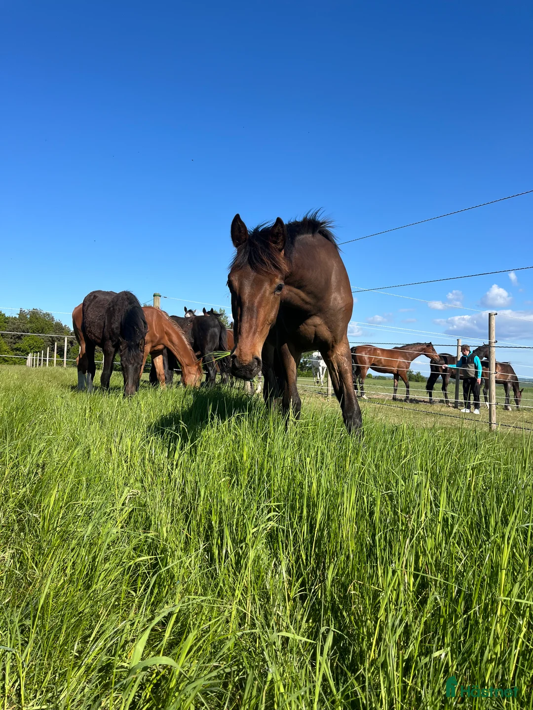 Avelshästar hästar till salu: Top avlshoppe sælges, hophest - Annons 27