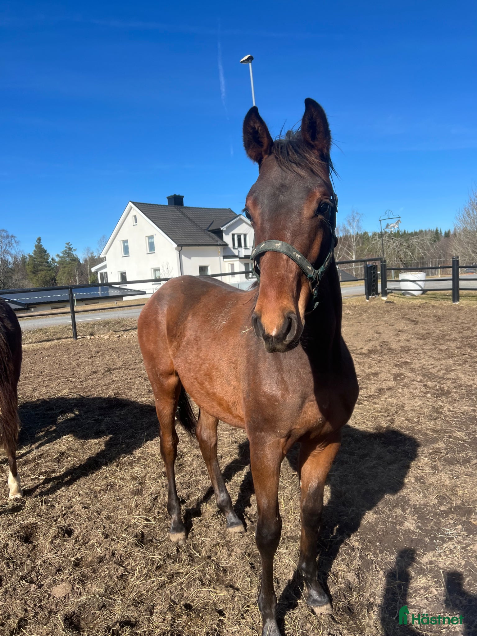  hästar FYNDA NU ! Super trevlig 1 åring med bra stam 🌸 - Annons 3