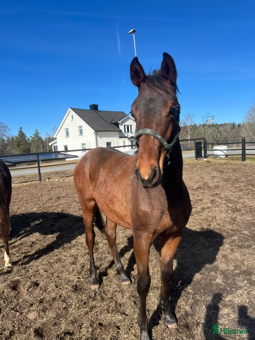 Allround hästar till salu: FYNDA NU ! Super trevlig 1 åring med bra stam 🌸 - Annons 1