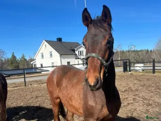 hästar FYNDA NU ! Super trevlig 1 åring med bra stam 🌸 - Annons 3