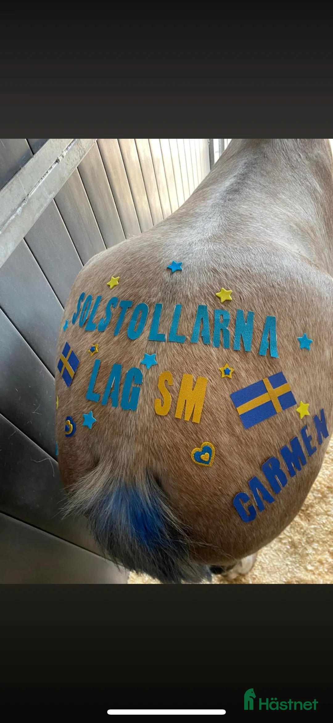 Allround hästar till salu: Fin B-ponny / tävlings ponny - Annons 15