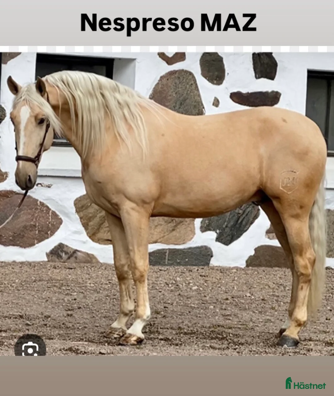 Dressyr hästar till salu: Framtida stjärna i Munka-ljungby - Annons 3