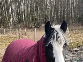 lägenhet till salu: Uthyres fräsch lägenhet på vår hästgård i Järlåsa - Annons 4