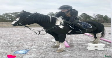  hästar i Hallstavik - Annons 9