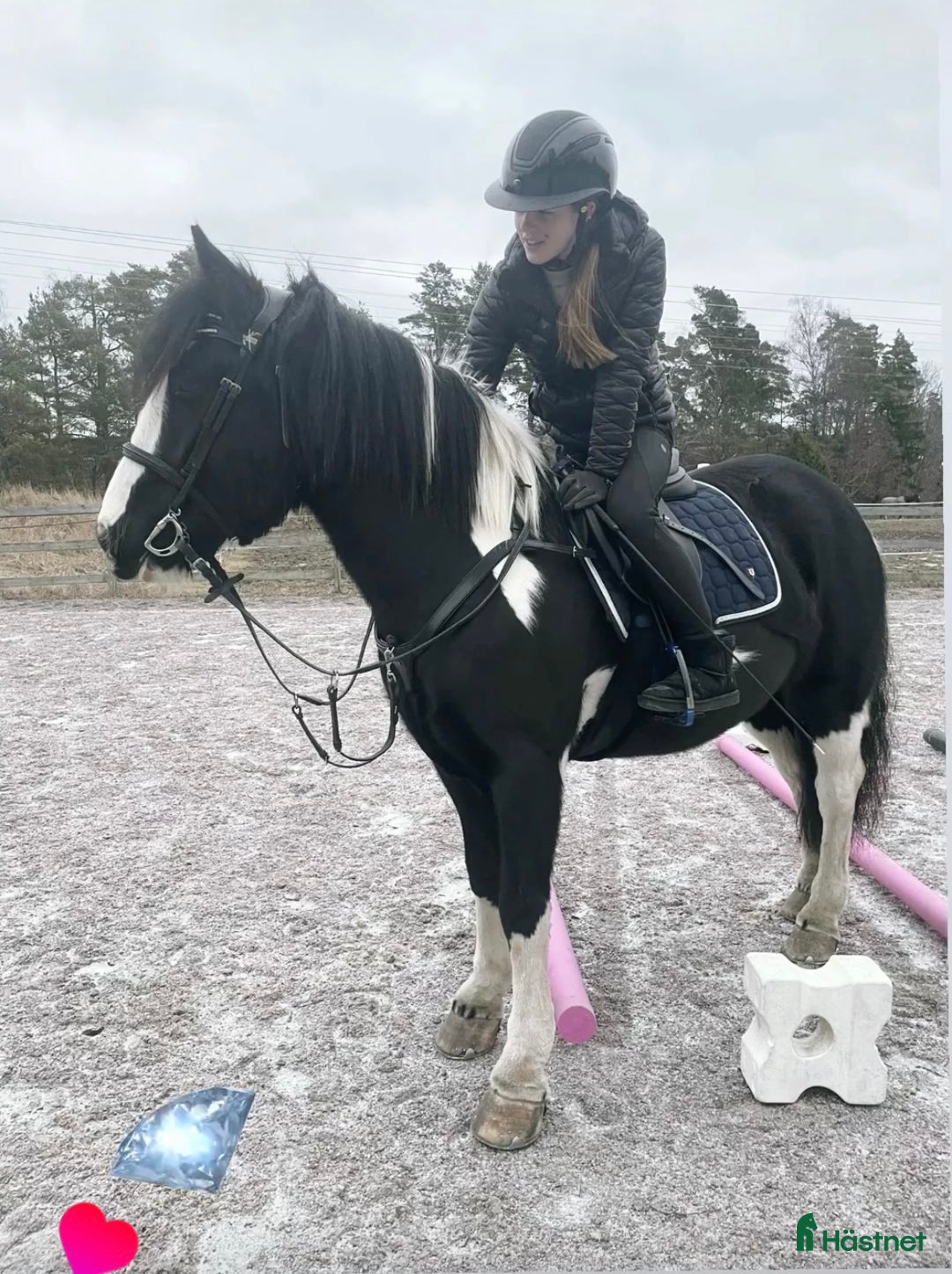 Allround hästar till salu: Teddy söker nytt 🏠 i Hallstavik - Annons 2