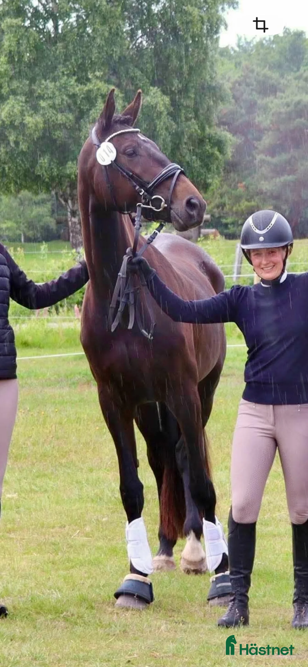 Dressyr hästar till salu: Elegant SWB sto!  - Annons 2