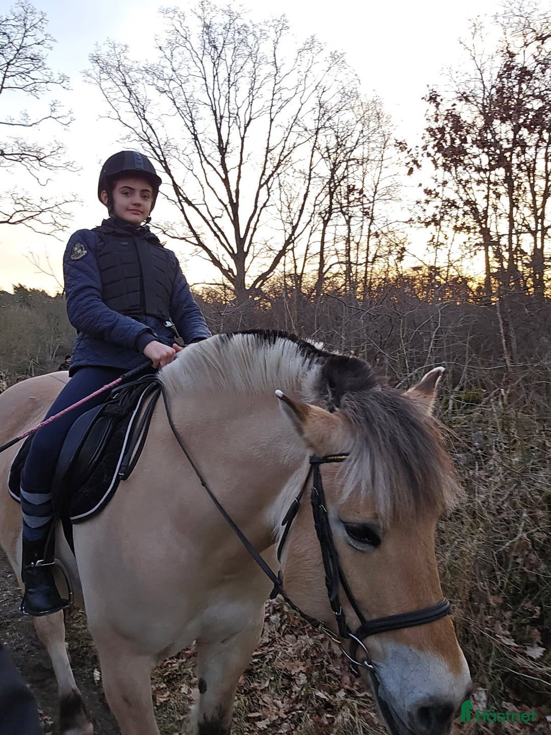 Hoppning hästar sökes: MEDRYTTARHÄST SÖKES! i Ronneby - Annons 1