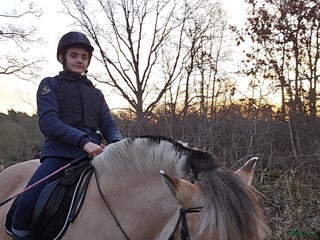 hästar MEDRYTTARHÄST SÖKES! i Ronneby - Annons 14