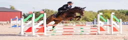 Hoppning hästar till salu: 9-årig valack söker sin ryttare! - Annons 1