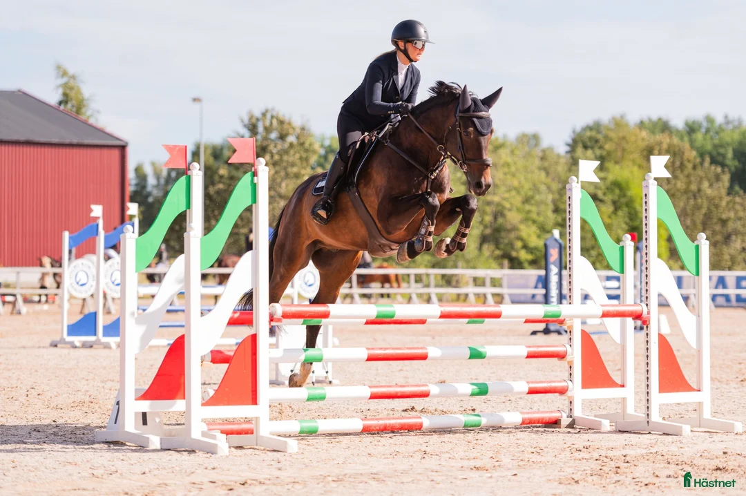 Hoppning hästar till salu: 9-årig valack söker sin ryttare! - Annons 1