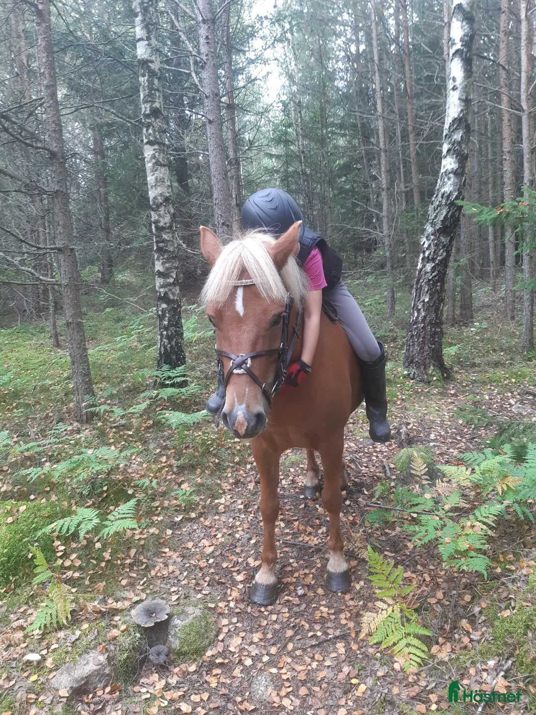  medryttarhäst finnes: Medryttare till B-ponny sökes - Annons 3
