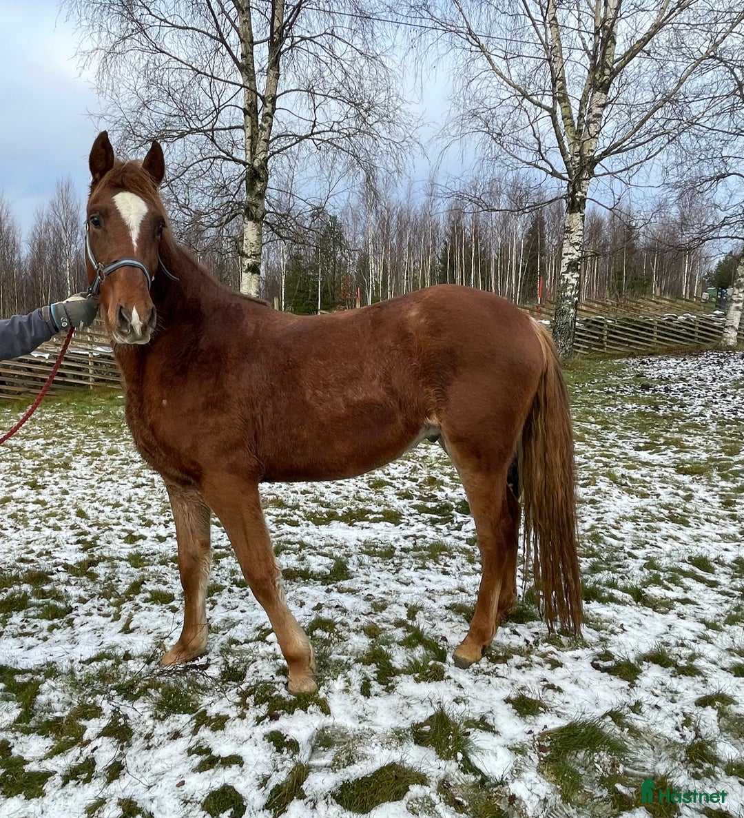 Allround hästar till salu: Inriden rocky mountain horse i Borås - Annons 4