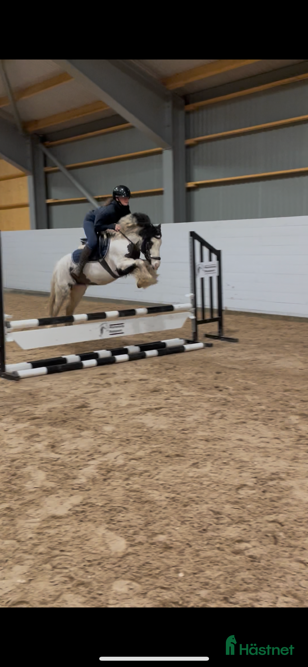 Allround hästar till salu: Superfin ungponny för framtiden! i Arboga - Annons 2