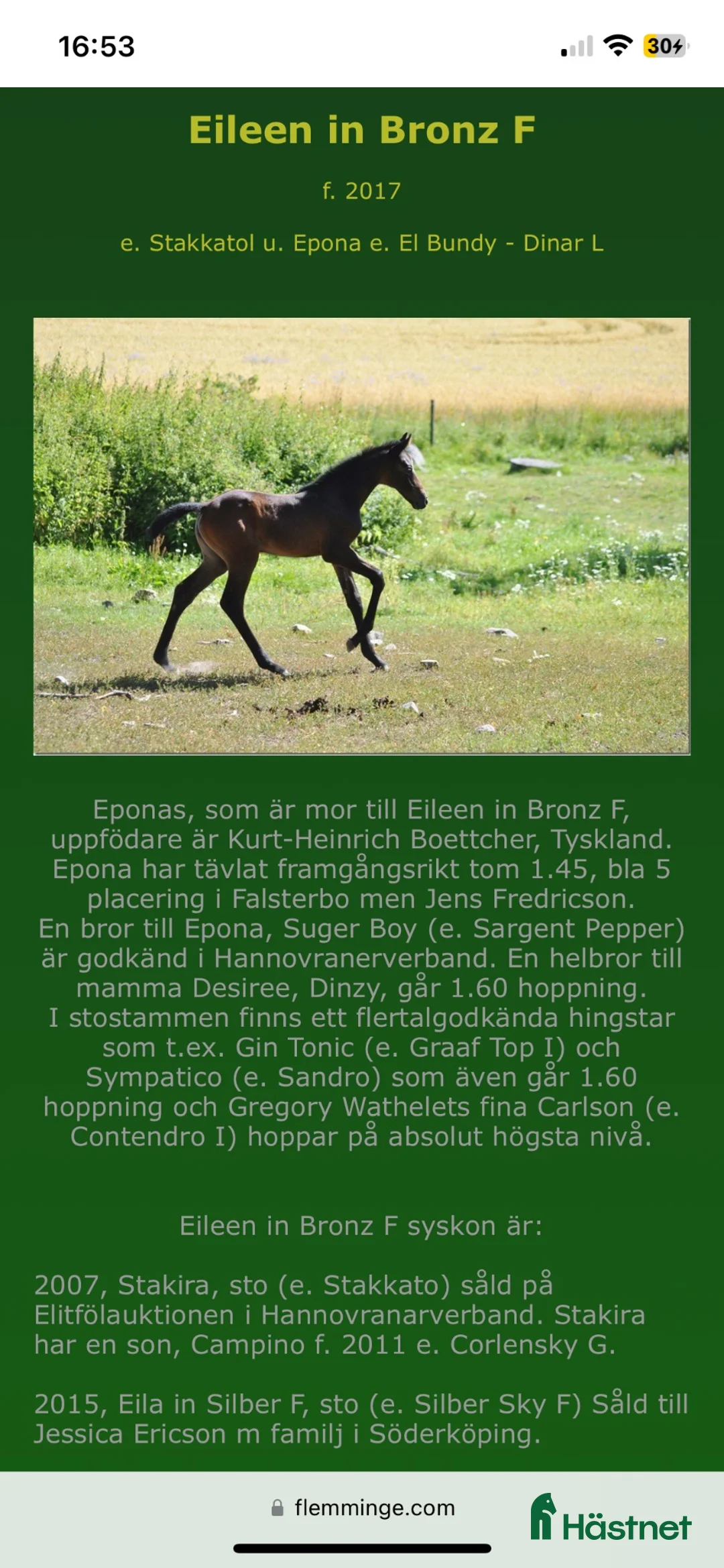 Hoppning hästar till salu: Hobby tävlings häst - Annons 2