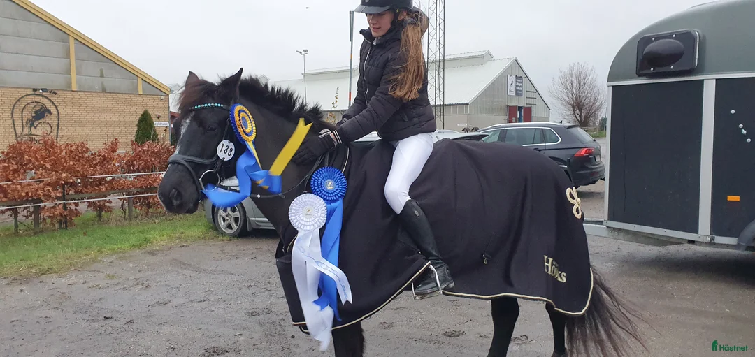 Hoppning hästar till salu: Ponny med härlig personlighet söker ny bästa vän i Malmö - Annons 3