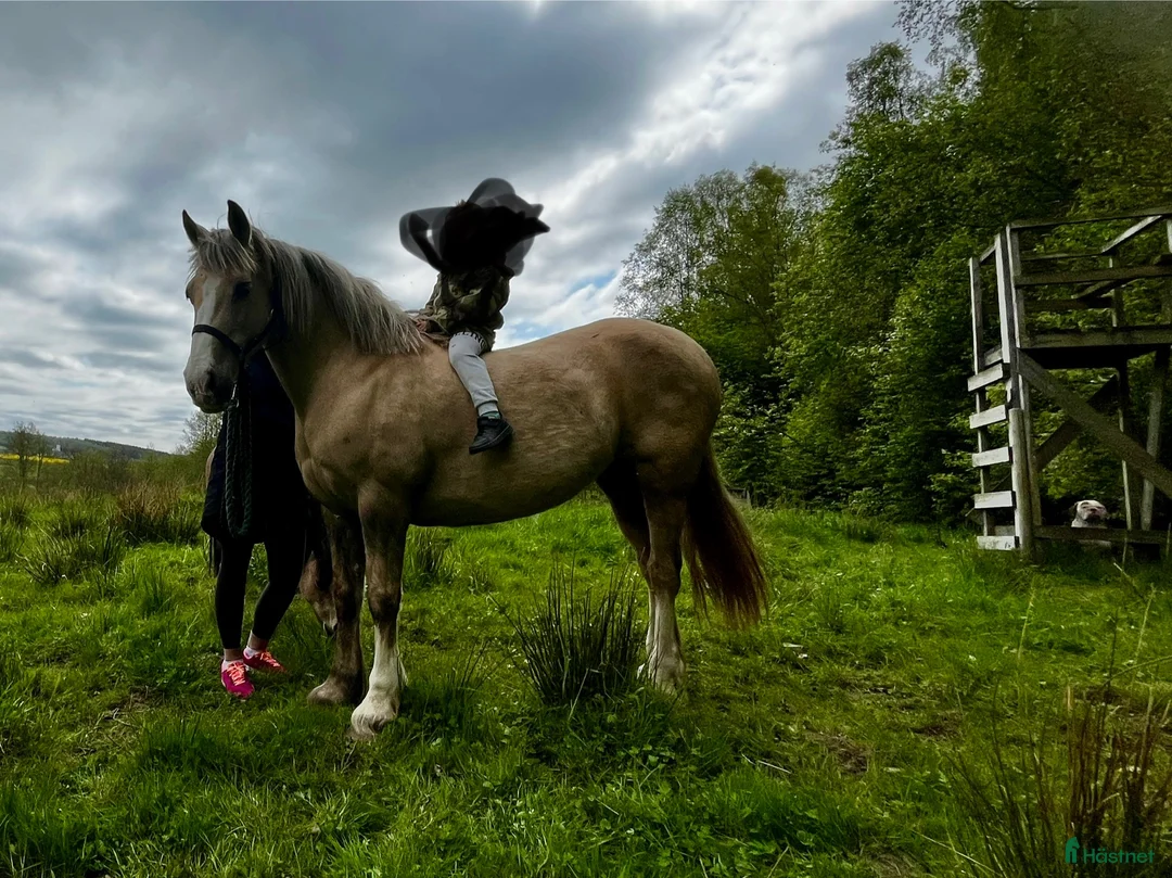 Avelshästar hästar till salu: Vackert Welsh Cob sto  i Fotskäl - Annons 4