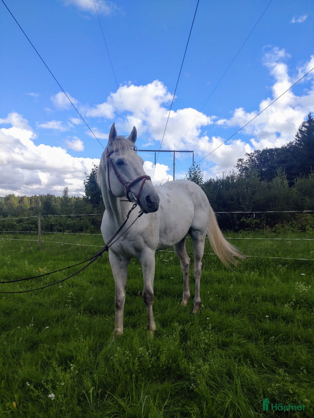Allround hästar till salu: Min fina prins i Söderala - Annons 4