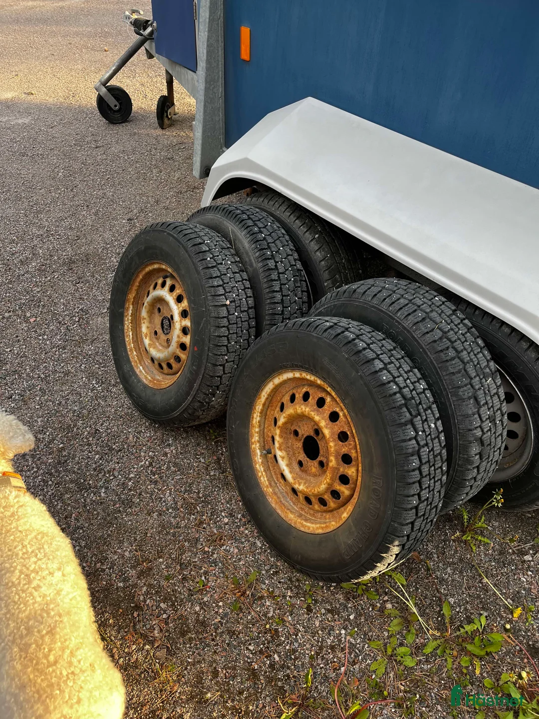 Hästtransporter  fordon & transport till salu: Fronturlastning - Annons 7