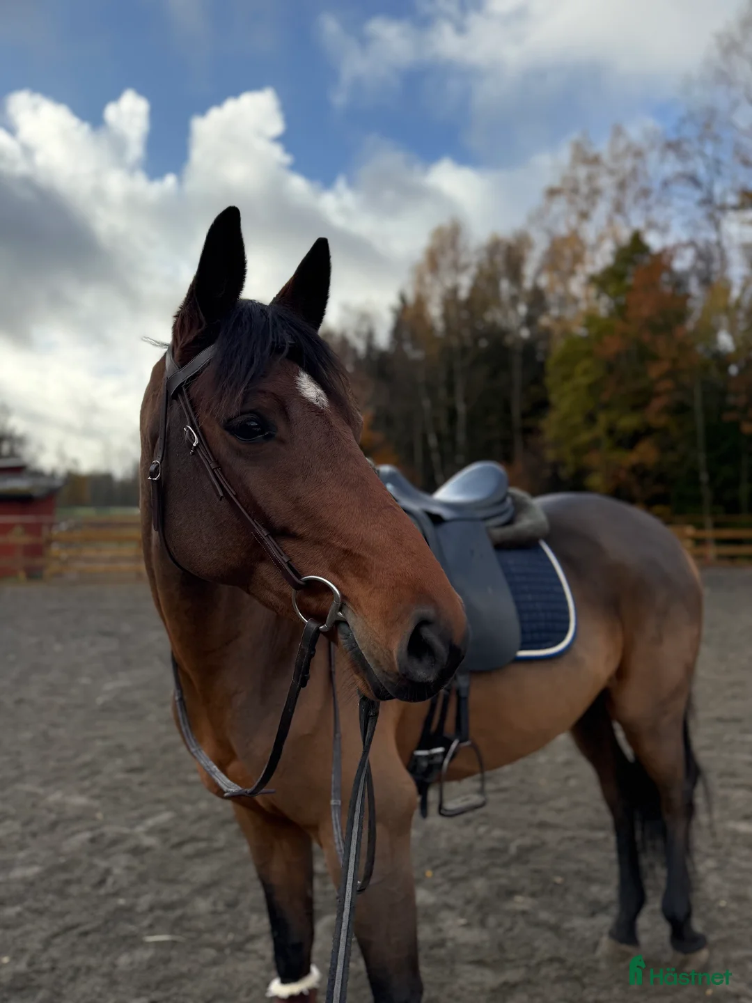 Allround hästar till salu: Kvalitativt och personligt sto  i Osby - Annons 2