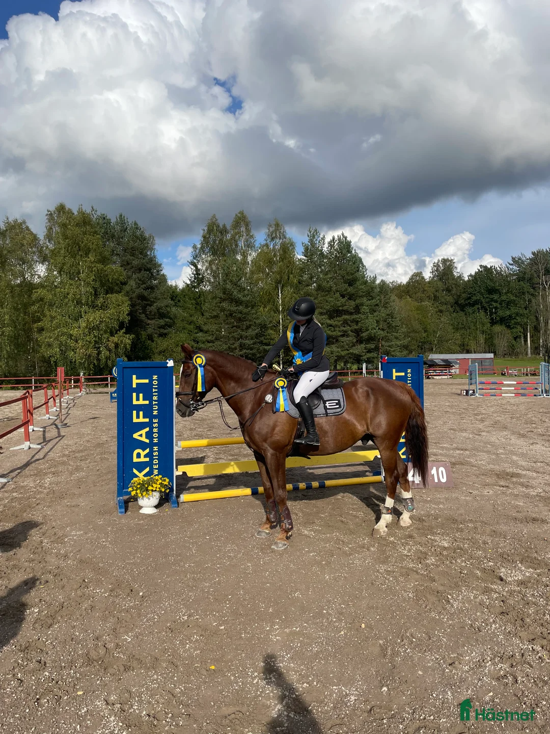 Allround hästar till salu: Killen med hjärtat på rätt ställe  - Annons 2