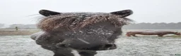 Island hästar till salu: Trygg islandshäst med fin tölt - Annons 3