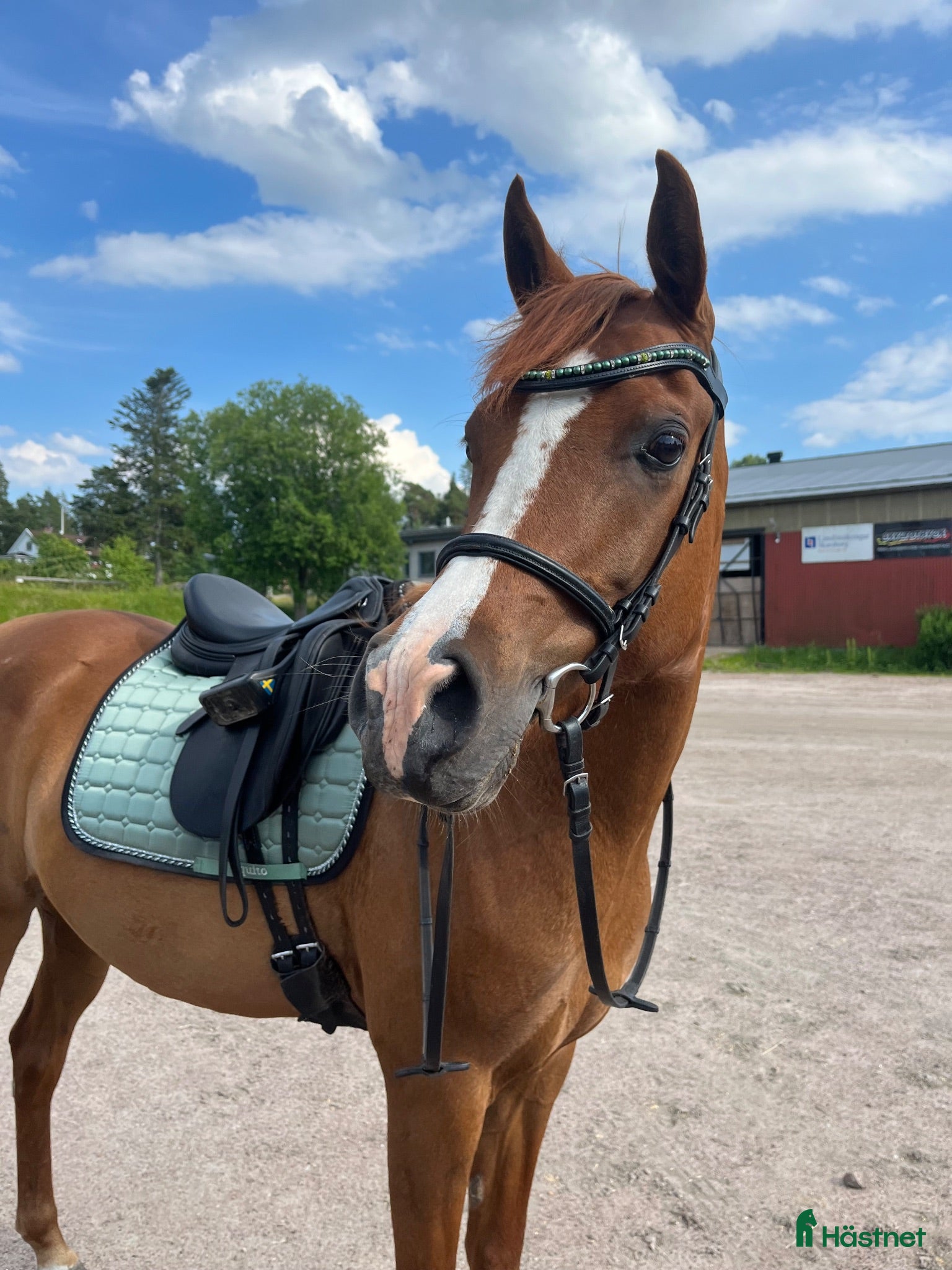 hästar Konny söker sin rätta människa! - Annons 2