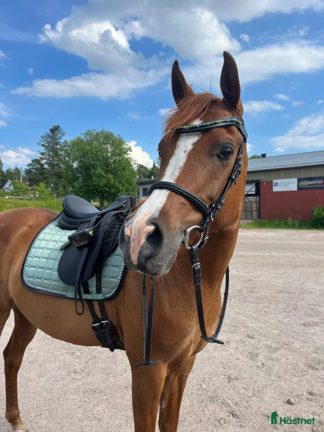 Allround hästar till salu: Konny söker sin rätta människa! - Annons 2