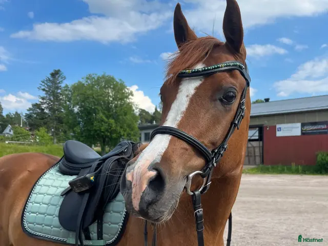 hästar till salu: Konny söker sin rätta människa! - Annons 2