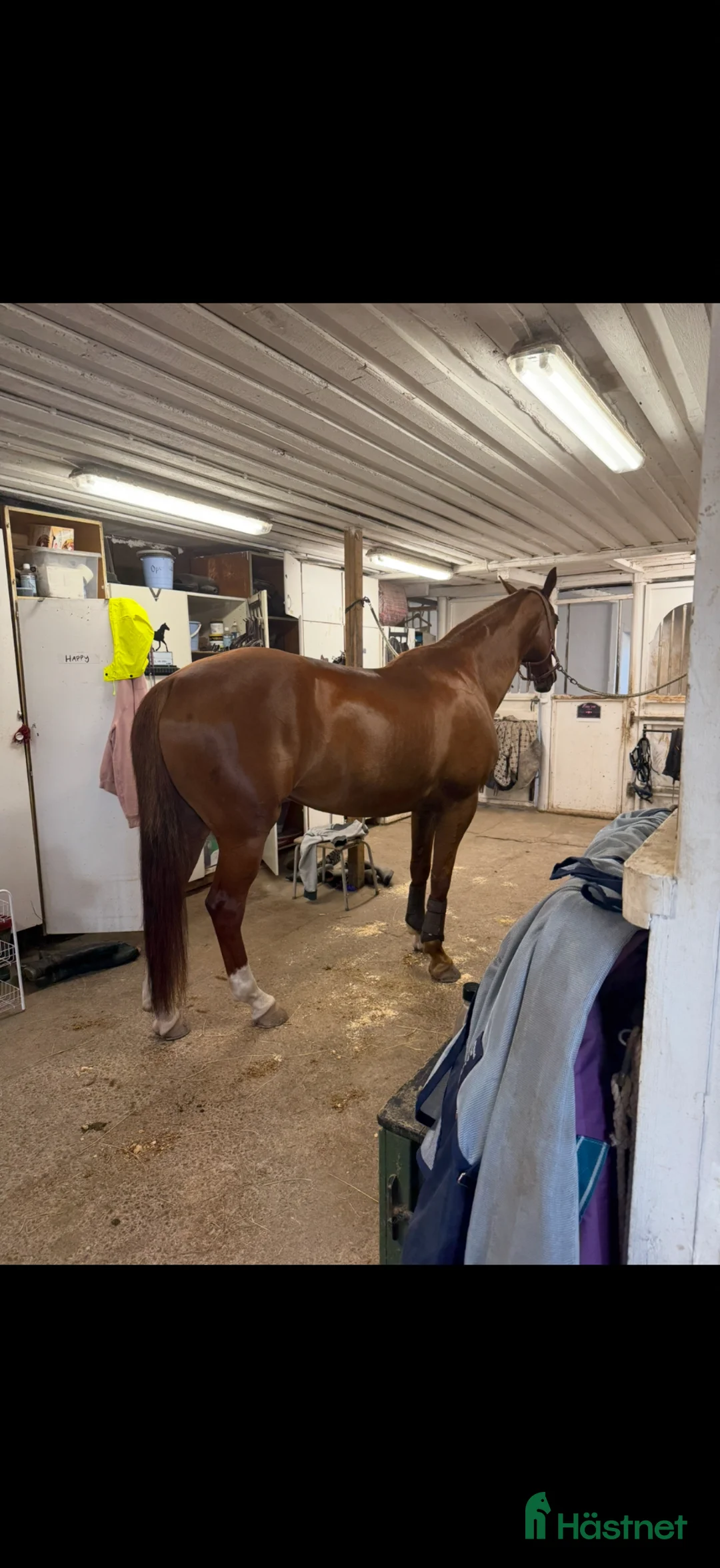 Allround hästar till salu: Projekt/ avel  i Kristinehamn - Annons 5