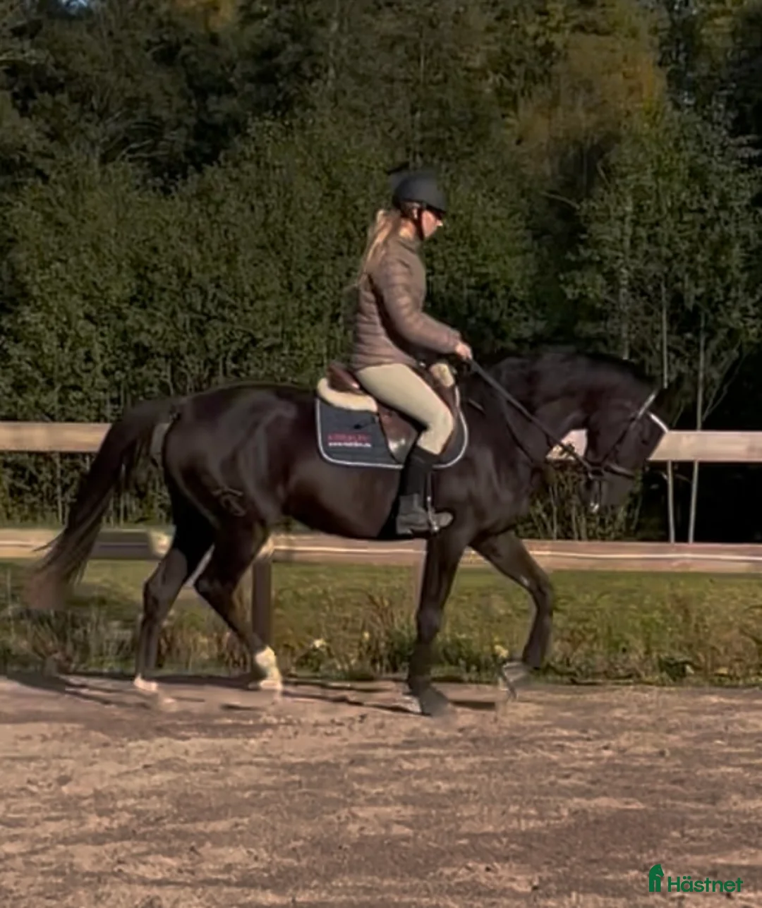 Akademiskt hästar till salu: Vackraste pre korsningen  - Annons 2