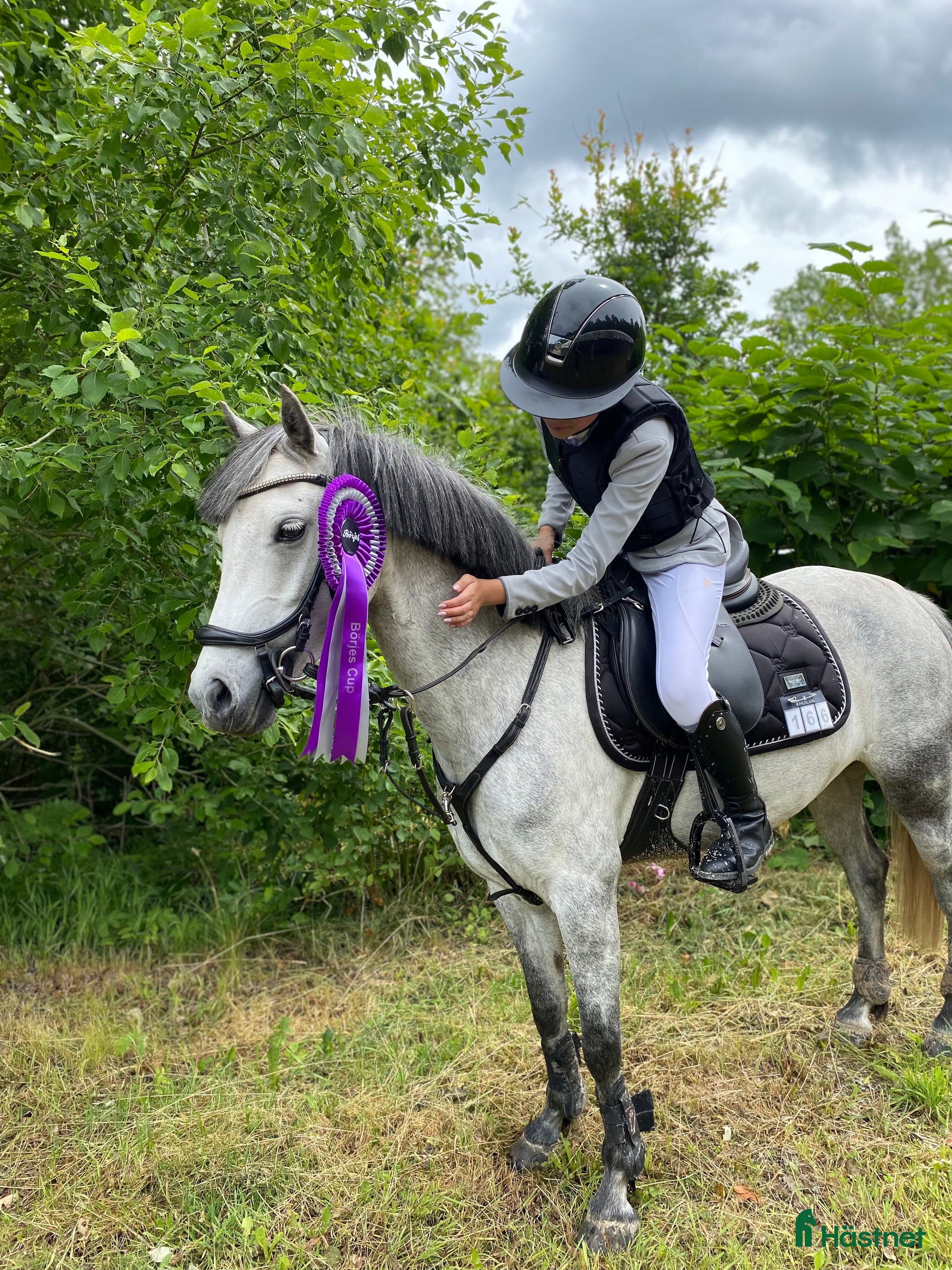  hästar Lovande Kulltorpssto i Lagan - Annons 5