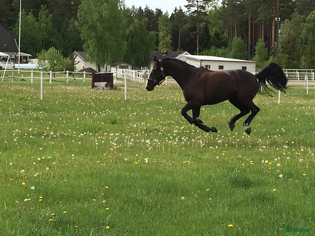  stallplats finnes: Boxplats m ridhus, två ridbanor och service Bålsta - Annons 12