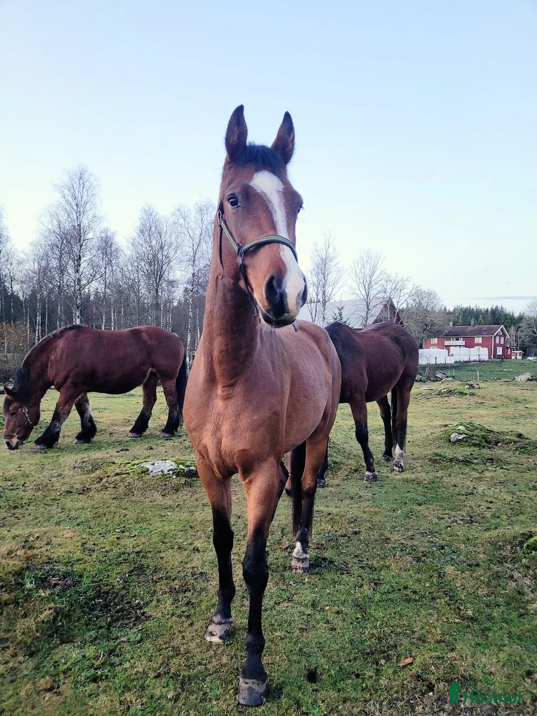 Allround hästar till salu: Halvblodsvalack med potential  i Långaryd - Annons 5