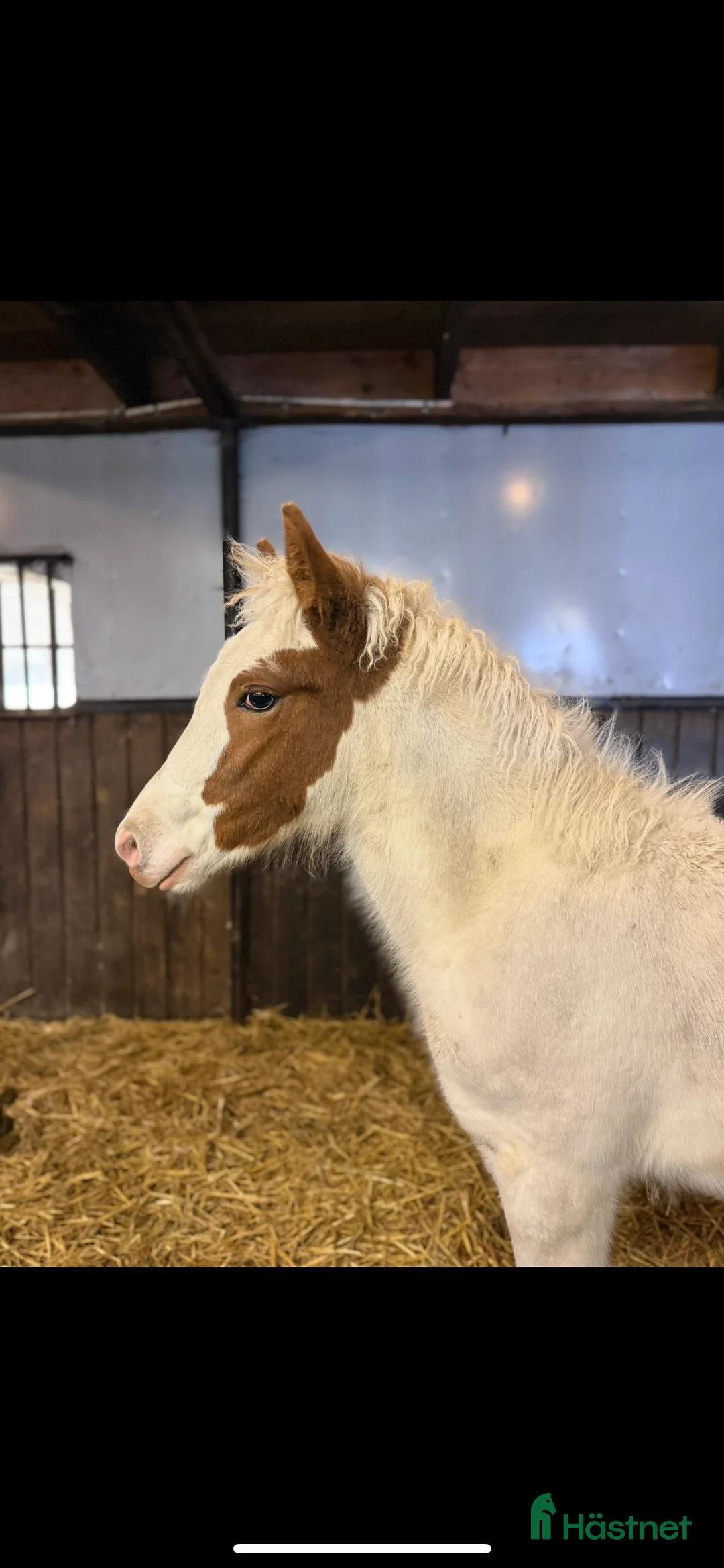 Island hästar till salu: Vackert lovande stoföl!  i Hästveda - Annons 2