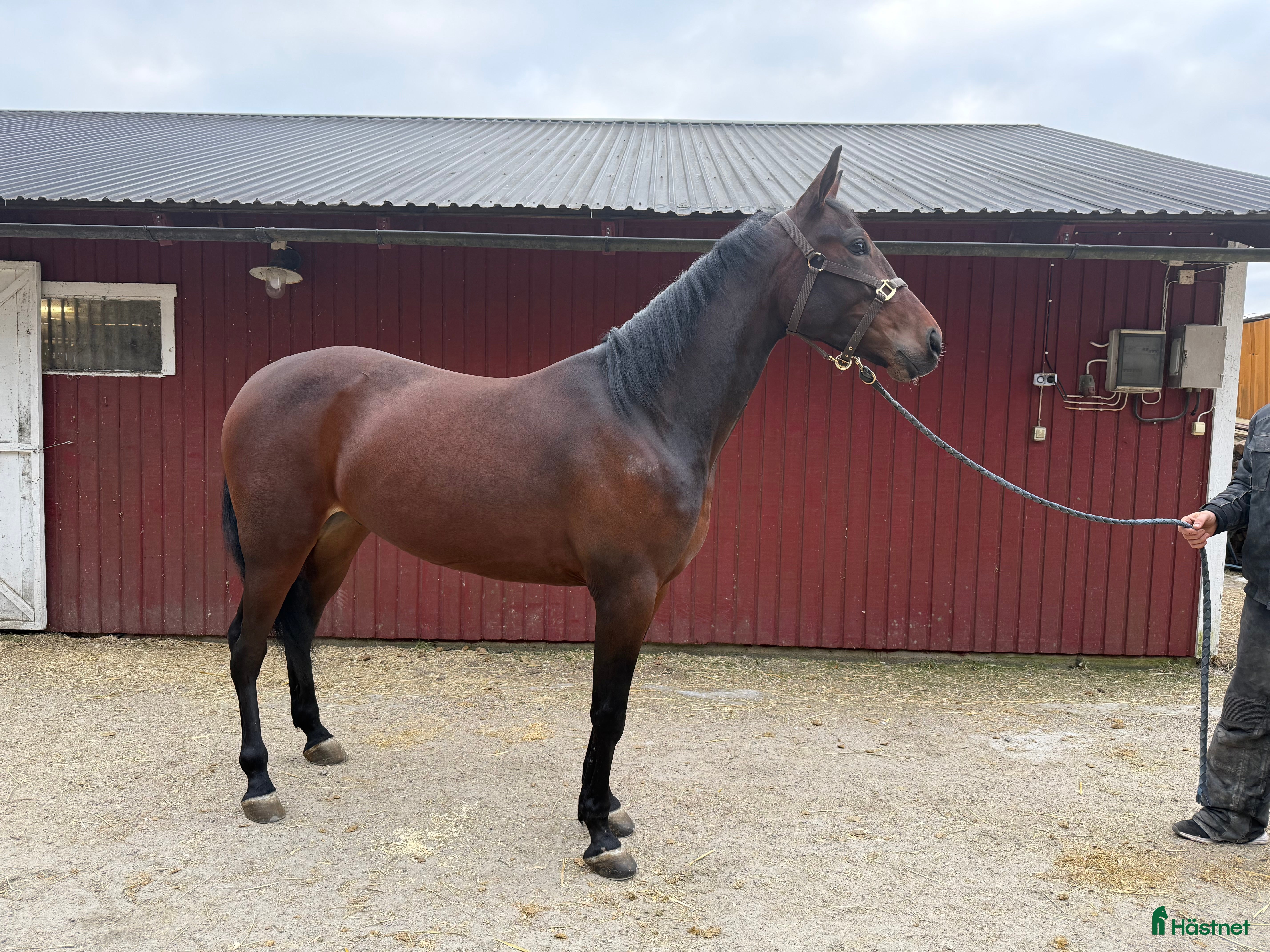  hästar Fin travare som har framtiden för sig  i Uddevalla - Annons 1