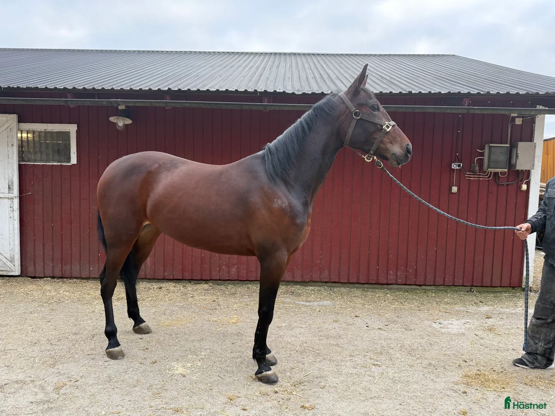 Trav hästar till salu: Fin travare som har framtiden för sig  i Uddevalla - Annons 1