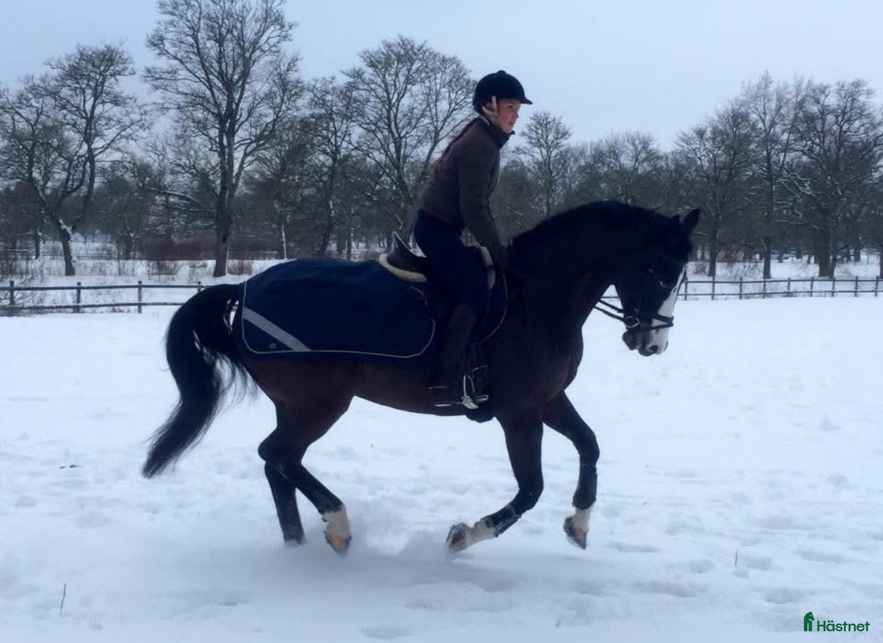  medryttarhäst sökes: Erfaren ryttare söker medeyttarhäst i Sundbyberg - Annons 9