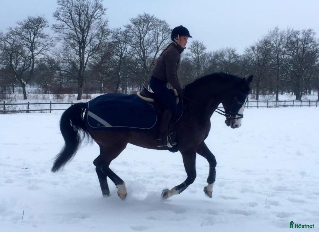  medryttarhäst sökes: Erfaren ryttare söker medeyttarhäst i Sundbyberg - Annons 1