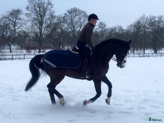 medryttarhäst sökes: Erfaren ryttare söker medeyttarhäst i Sundbyberg - Annons 5