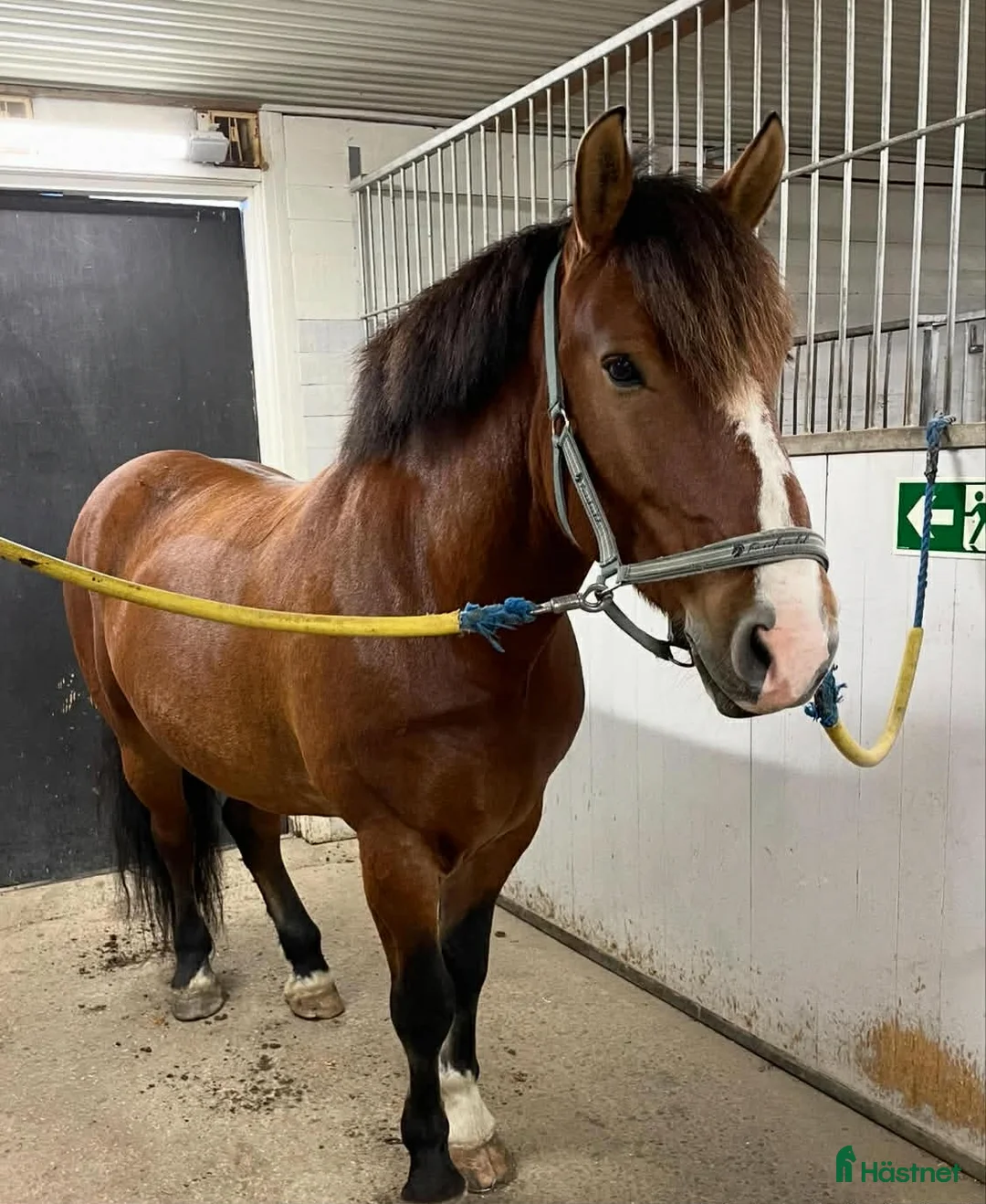 Övrigt hästar till salu: Bästa Vessla söker nytt hem  i Njurunda - Annons 3