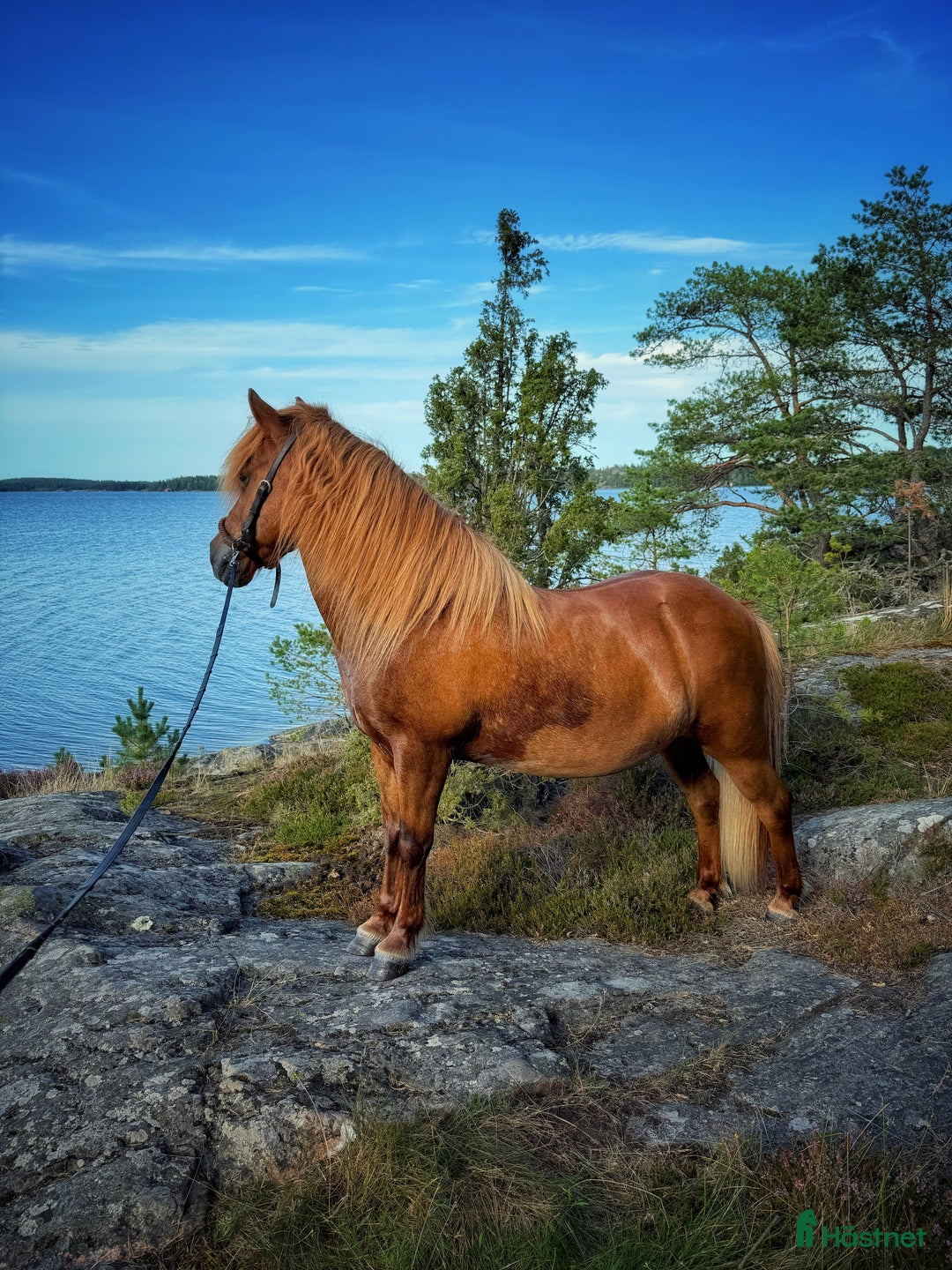 Allround hästar till salu: Världens snällaste islänning 12 år i Söderköping - Annons 4