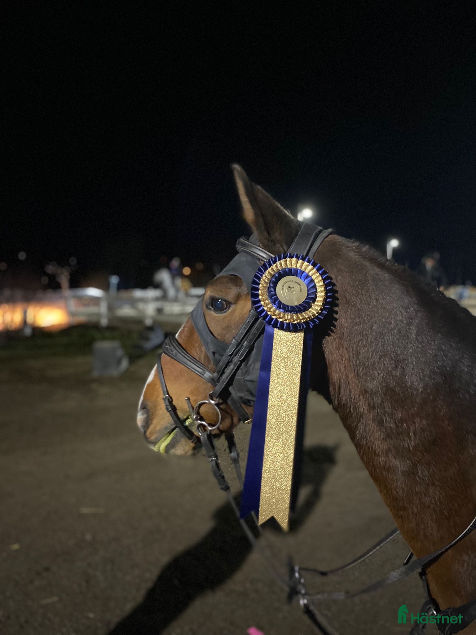  hästar Välutbildad läromästare med hjärta av guld ❤️ - Annons 2