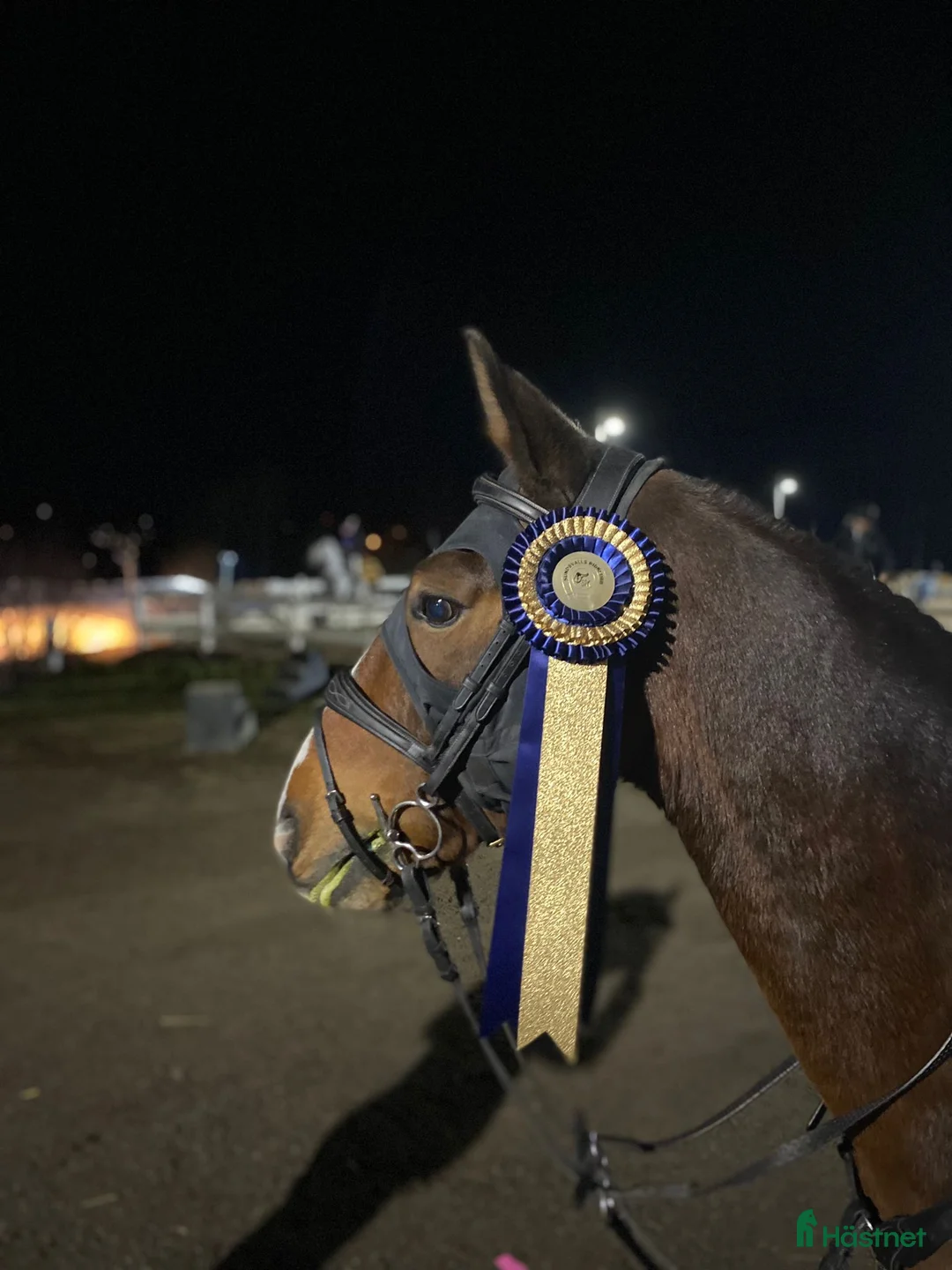 Hoppning hästar till salu: Välutbildad läromästare med hjärta av guld ❤️ - Annons 2