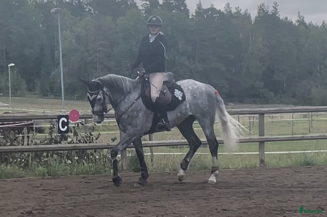 Allround hästar till salu: Intresse koll, häst med guldhjärta  i Rimbo - Annons 4