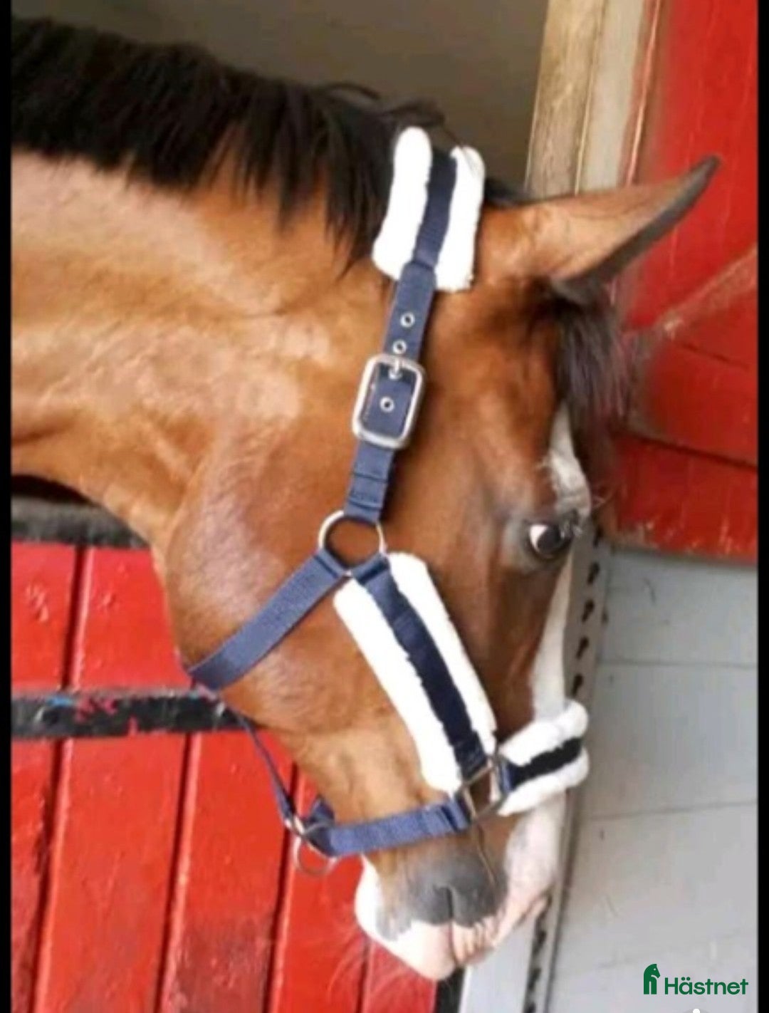Övrig Hästutrustning hästutrustning BLaNDTAT ALLT skall bort i Ullared - Annons 12