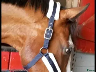 Övrig Hästutrustning hästutrustning BLaNDTAT ALLT skall bort i Ullared - Annons 12