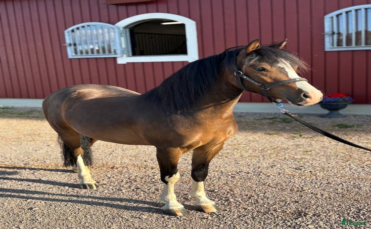  hästar i Siljansnäs - Annons 10
