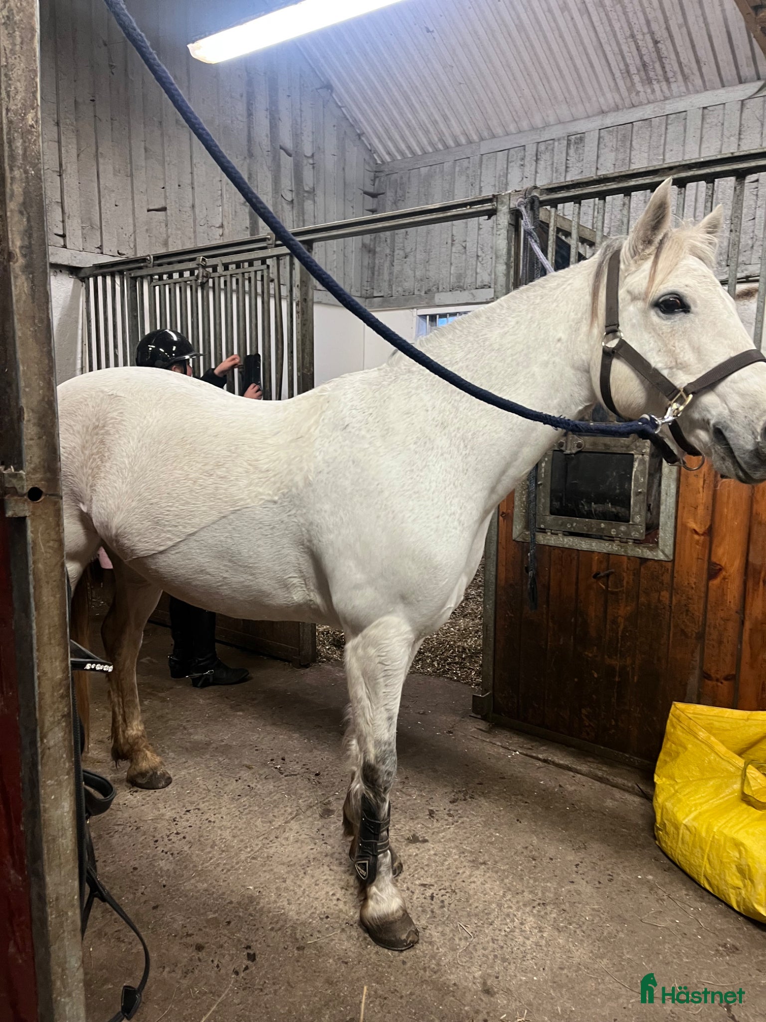  hästar C-ponny - Annons 1