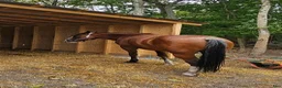 Western hästar till salu: Fin Quarter Horse-valack, 14 år, söker nytt hem  - Annons 2